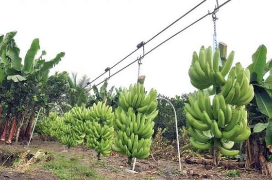 Chariot en acier à rouleau de benne suspendue de banane de ferme avec des incidences