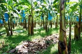 Rouleau industriel de benne suspendue de banane de la ferme 250KG pour le matériel facile de transport