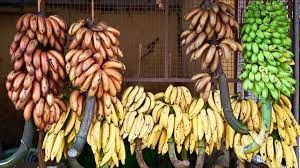 Chariot agricole à rouleaux de benne suspendue de la banane 250KG pour la banane rapide Garruchas de matériel de transport